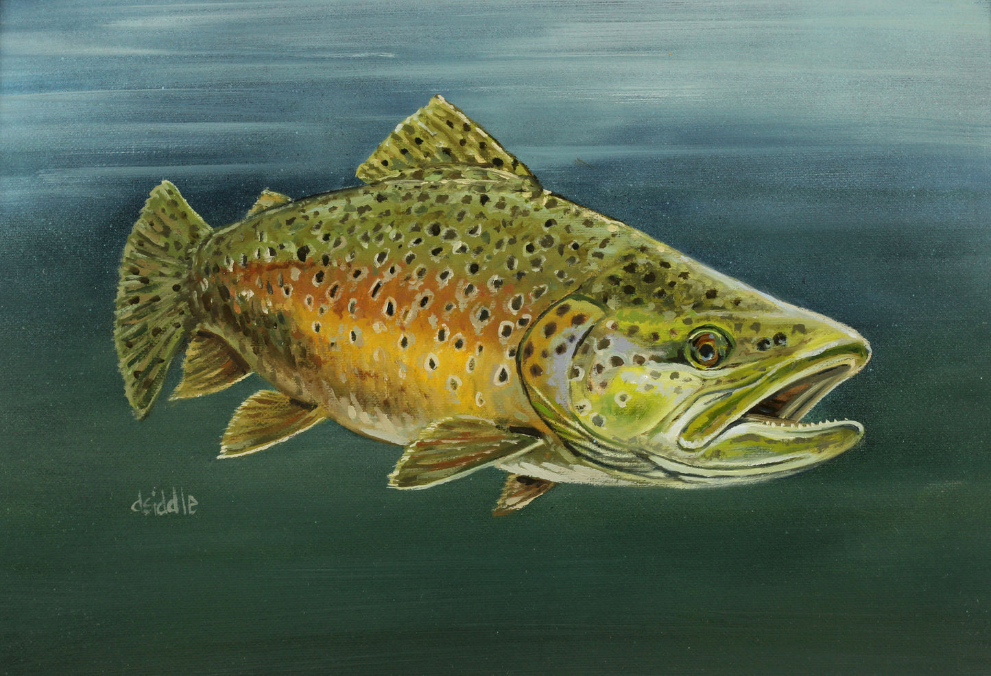 Brown Trout