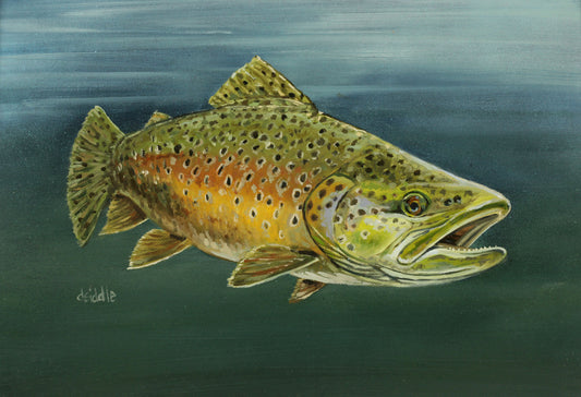 Brown Trout