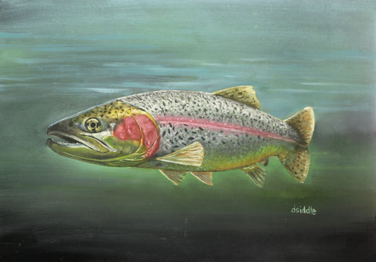 Rainbow Trout